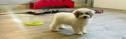 Miniature Poodle dogs for sale: Dimples Miniature Poodle  - Ad 4