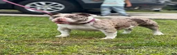 American Bully dogs for sale: American Bully 7 - Ad 4