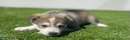 Alaskan Klee Kai dogs for sale: Vermax - Ad 5