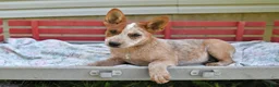 Australian Cattle Dog dogs for sale: Coffee - Ad 2
