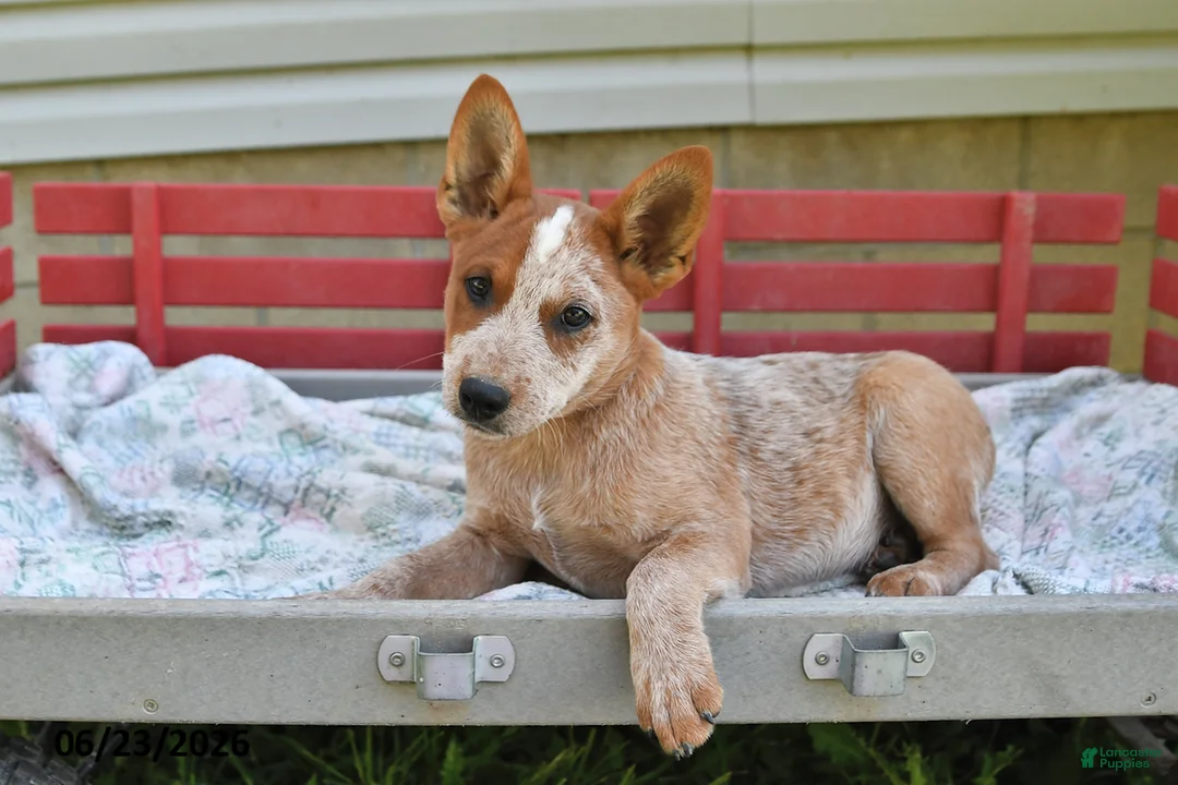 Australian Cattle Dog dogs for sale: Coffee - Ad 2
