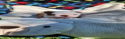 Boston Terrier dogs for sale: Taurus (male 1) - Ad 3