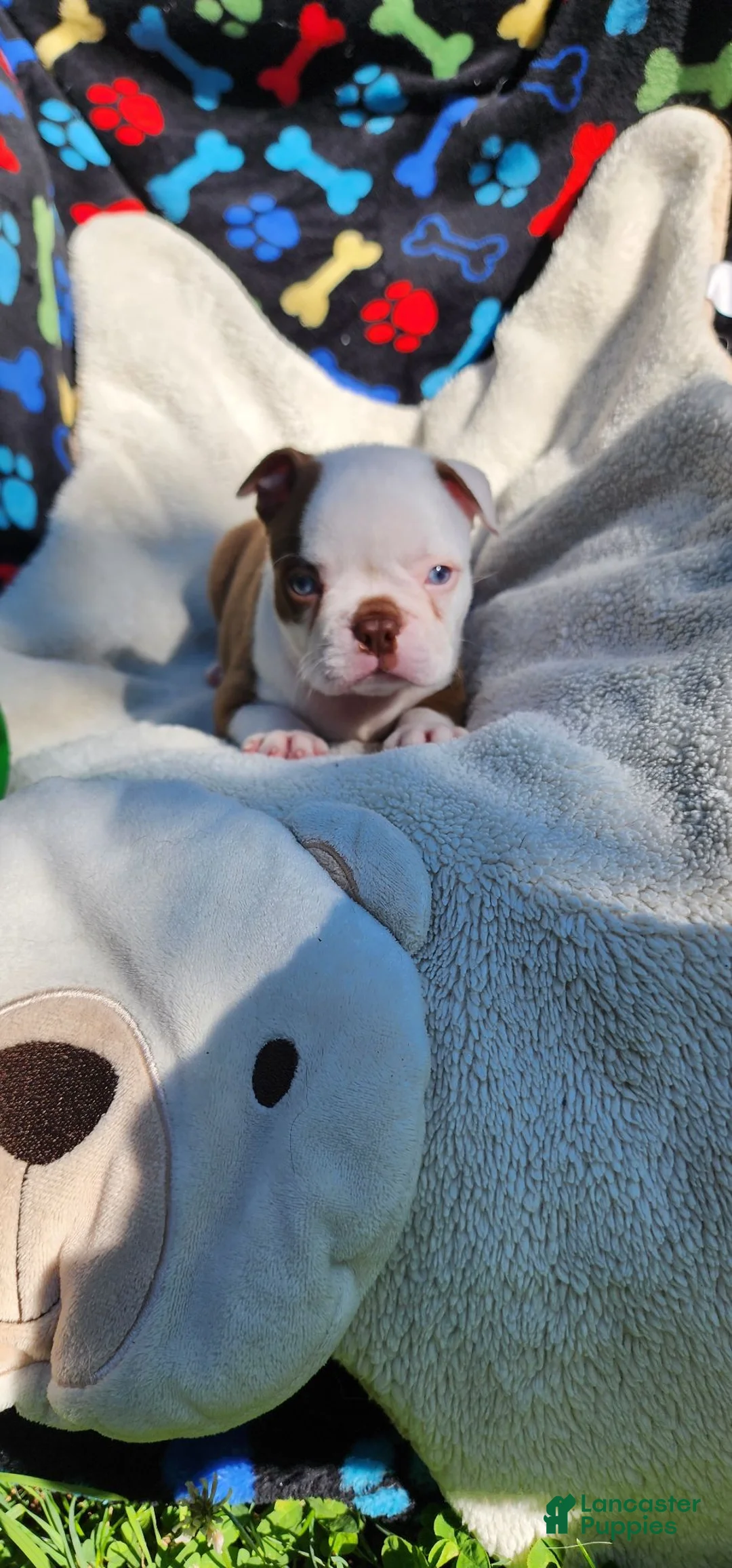 Boston Terrier dogs for sale: Taurus (male 1) - Ad 3