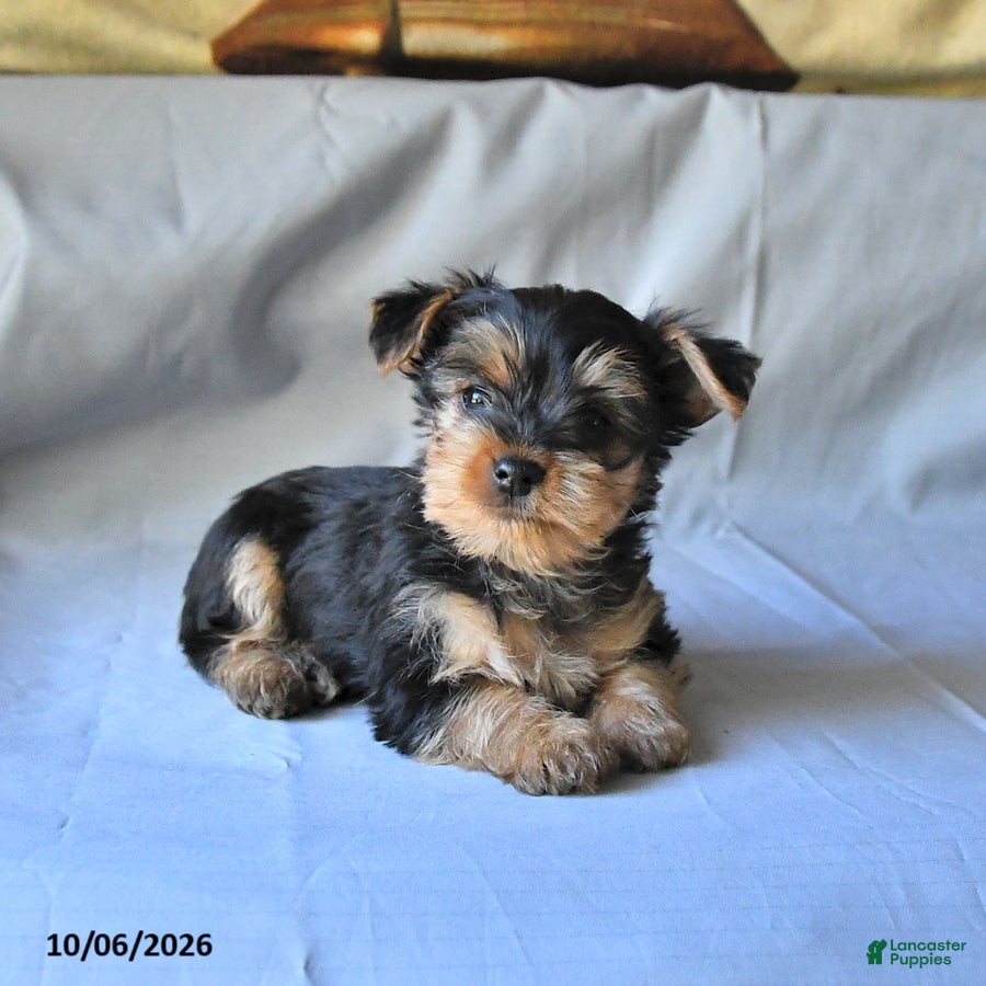 Spot (Yorkshire Terrier, Male) in Newport, PA