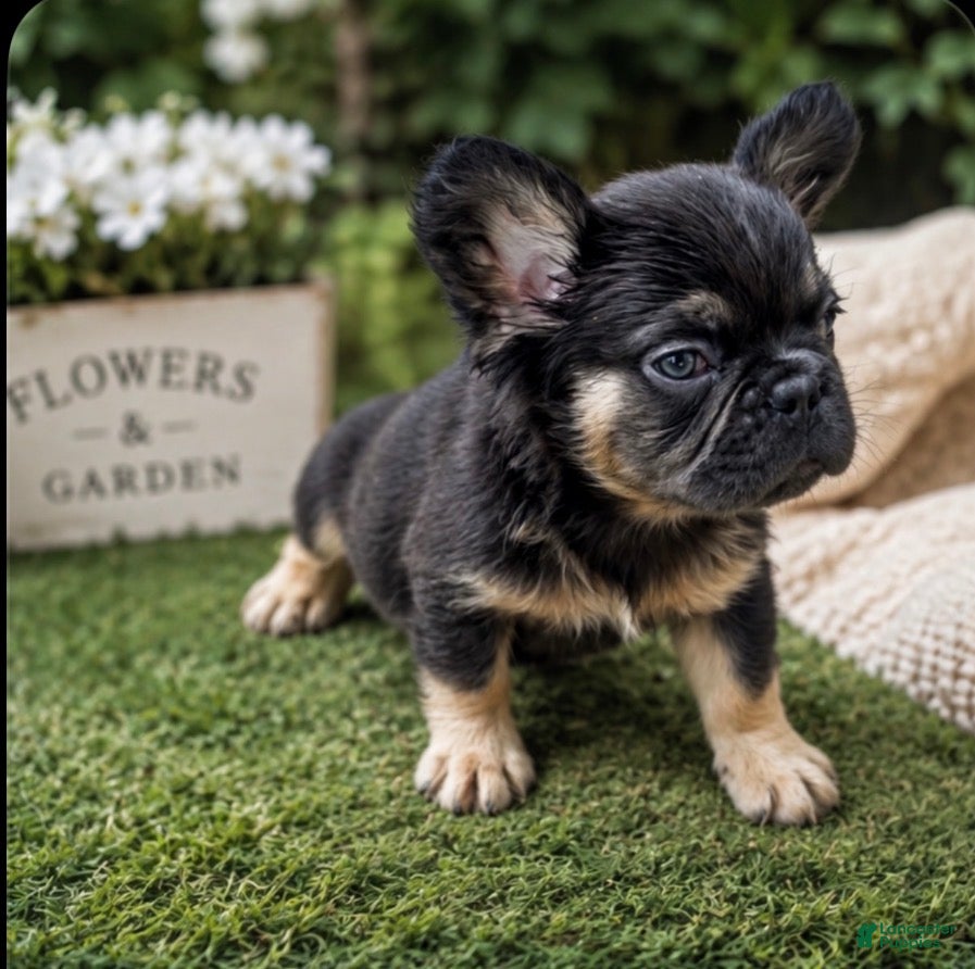 French Bulldog dogs Max - Ad 2