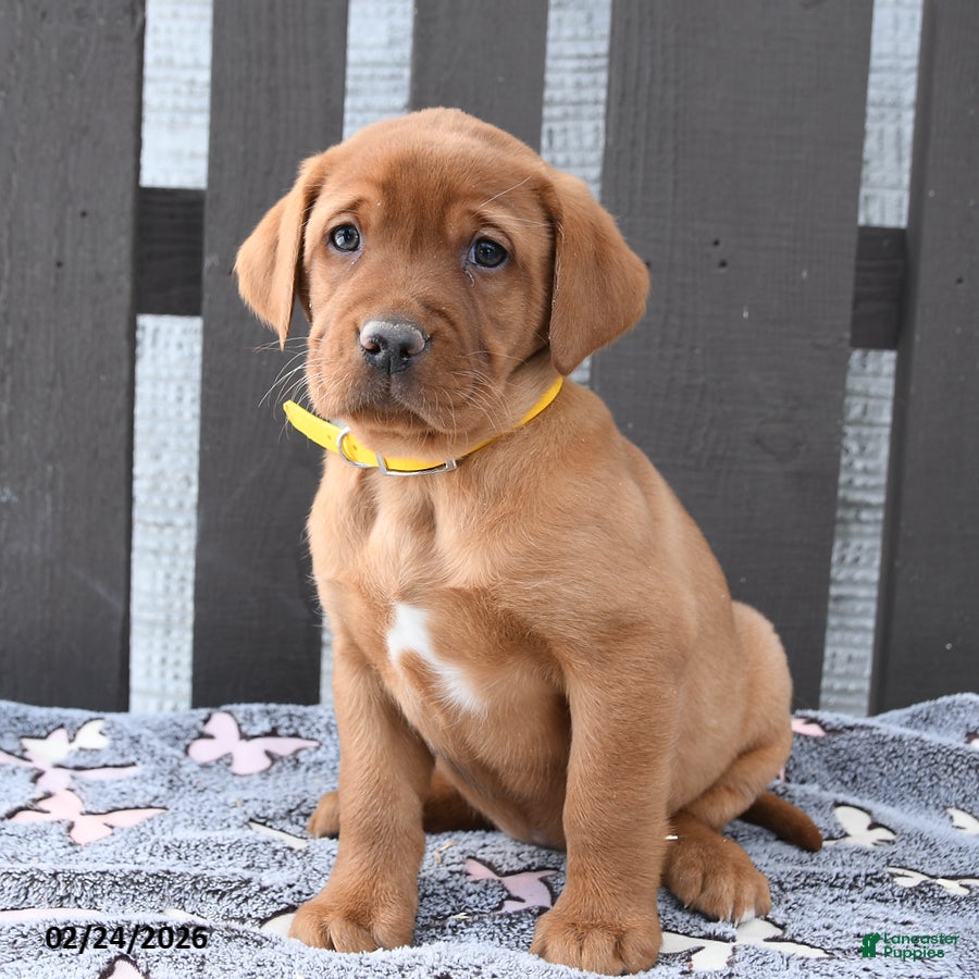 Labrador Retriever dogs Saffron - Ad 2