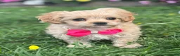 Mixed Breed dogs for sale: Karmel - Ad 12