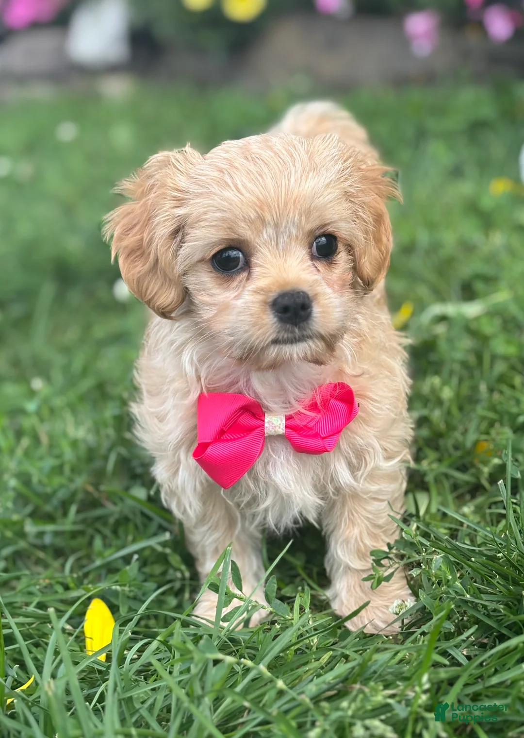 Mixed Breed dogs for sale: Karmel - Ad 12