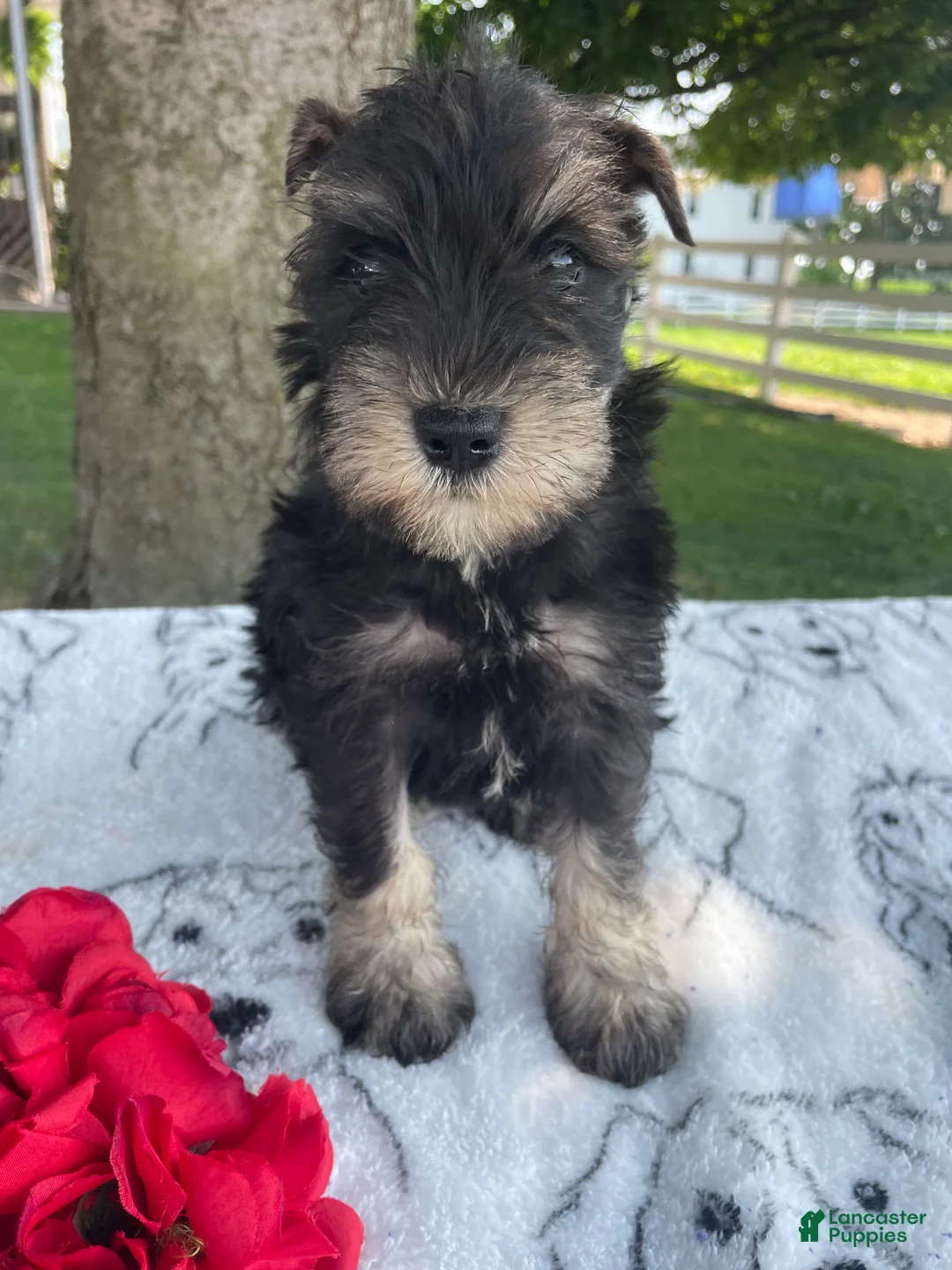 Miniature Schnauzer dogs for sale: Matilda - Ad 1
