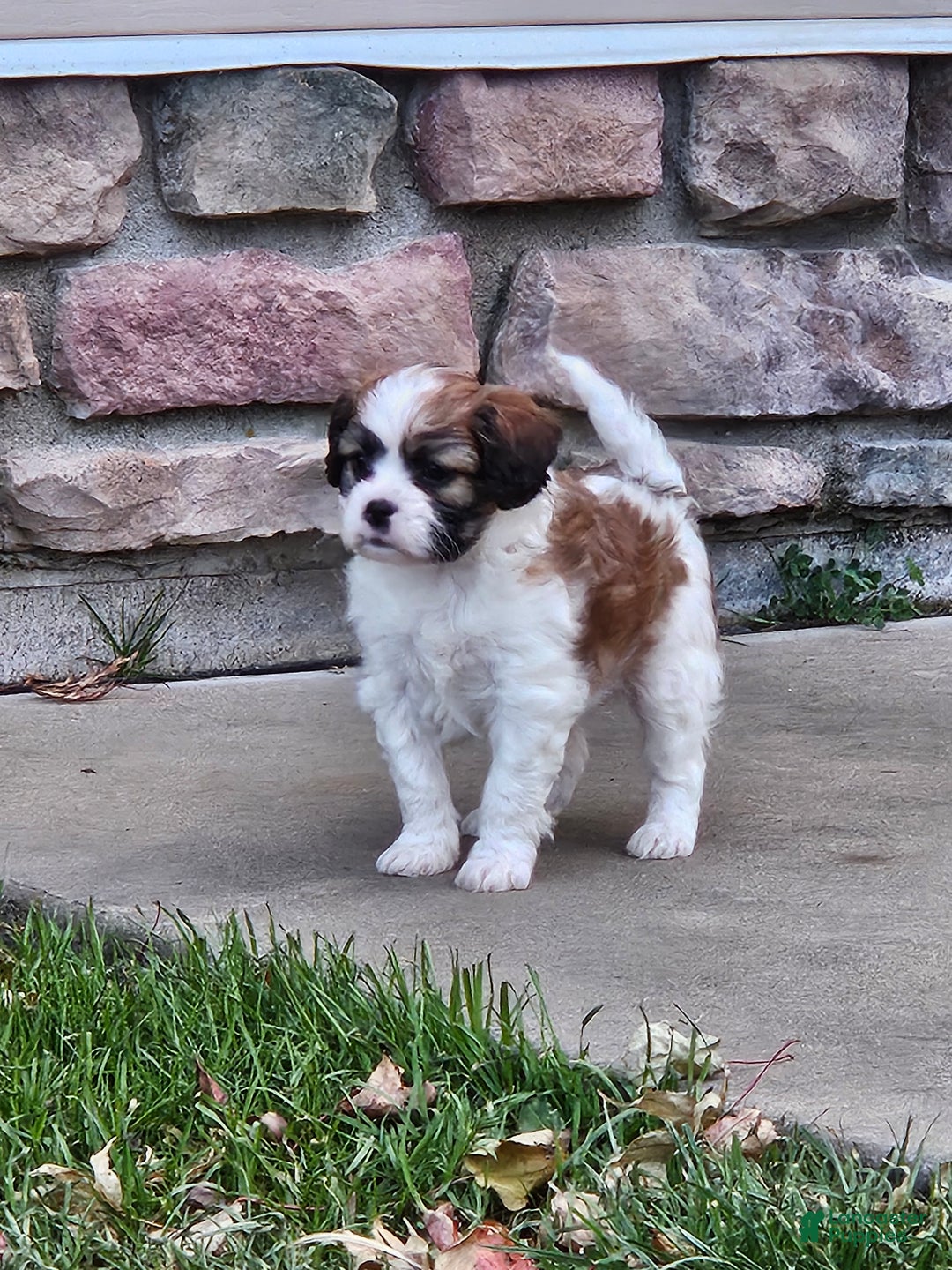 Mixed Breed dogs for sale: Biscuit  - Ad 5