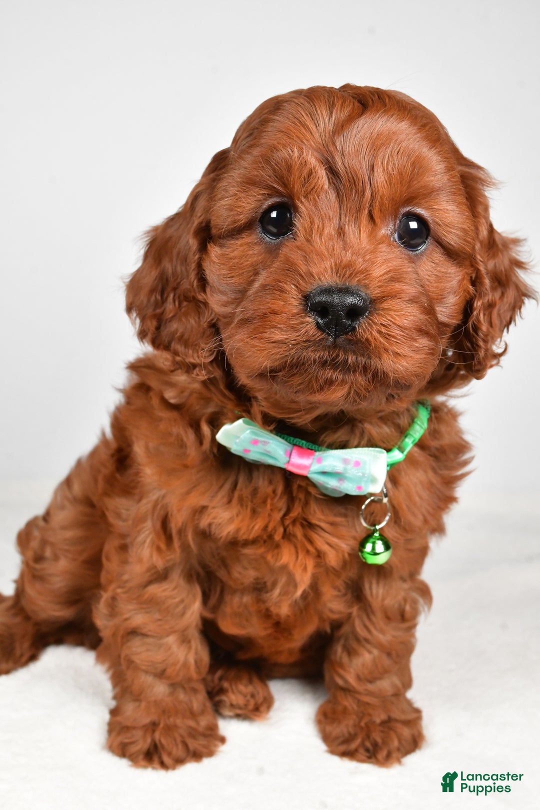 Cavapoo dogs for sale: Jet - Ad 6