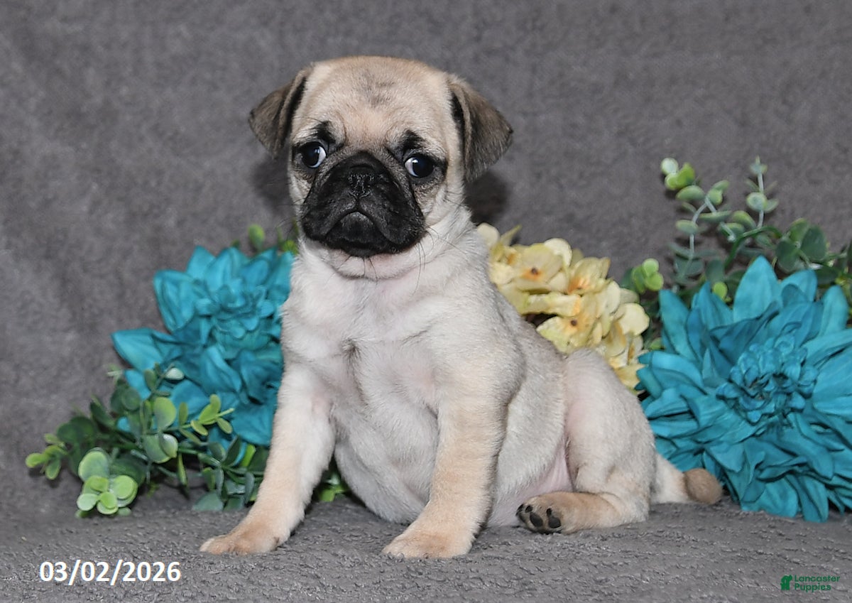 Pug dogs Marshmellow - Ad 1