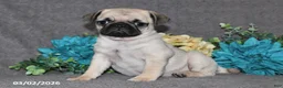 Pug dogs for sale: Marshmellow - Ad 1