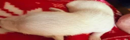 Chihuahua dogs for sale: Chihuahua Puppy 1 - Ad 3
