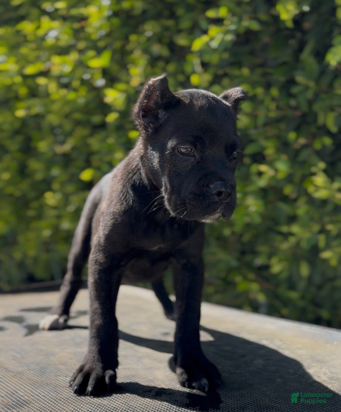 Cane Corso dogs Female 1 - Ad 1