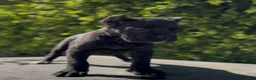 Cane Corso dogs for sale: Female 1 - Ad 1