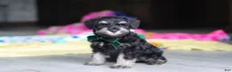 Miniature Schnauzer dogs for sale: Percy - Ad 13