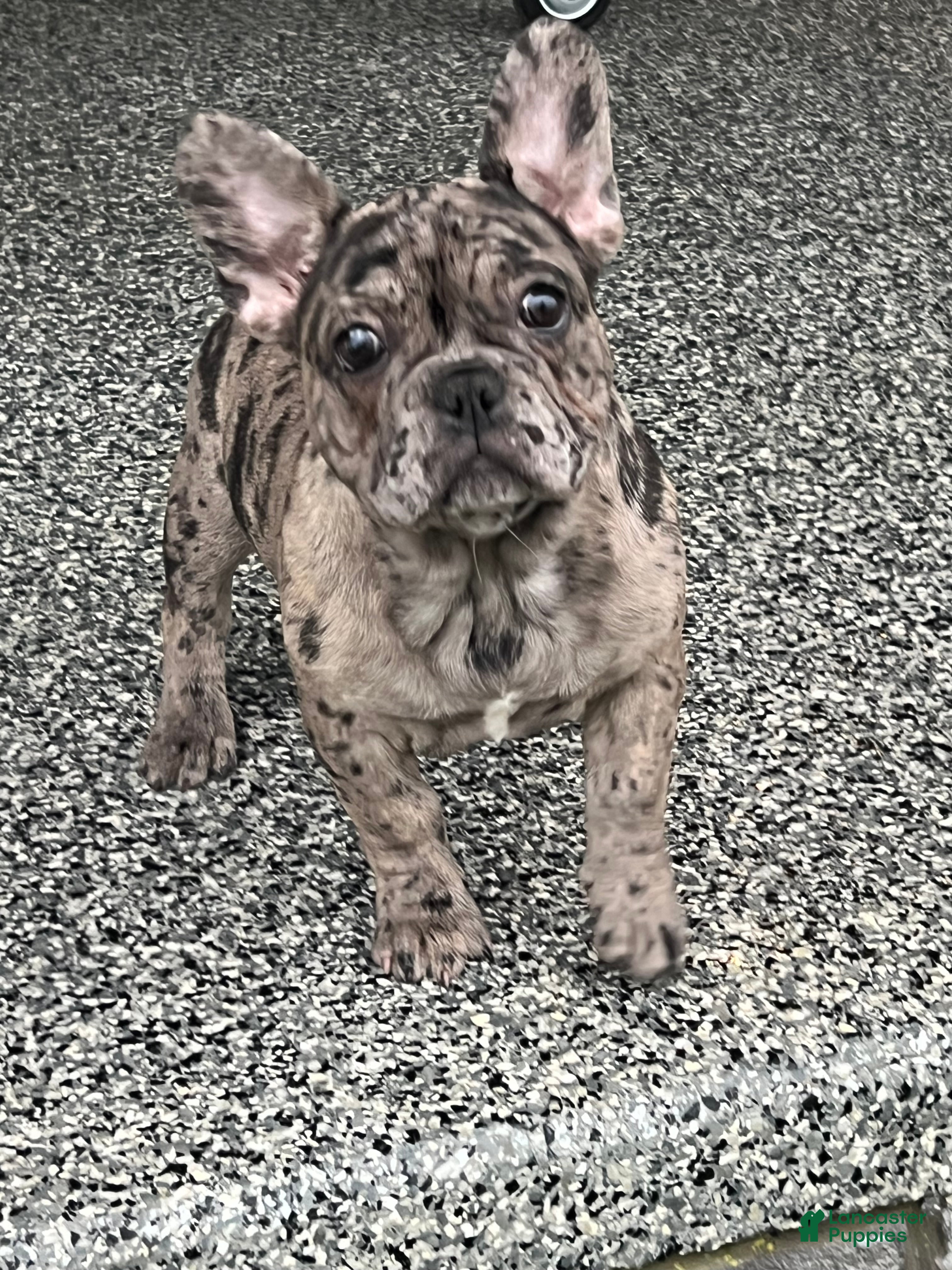 French Bulldog dogs Olympia - Ad 42