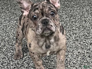 French Bulldog dogs Olympia - Ad 24