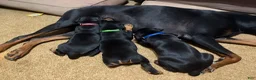 Doberman Pinscher dogs for sale: Blue Collar Dobie - Ad 7