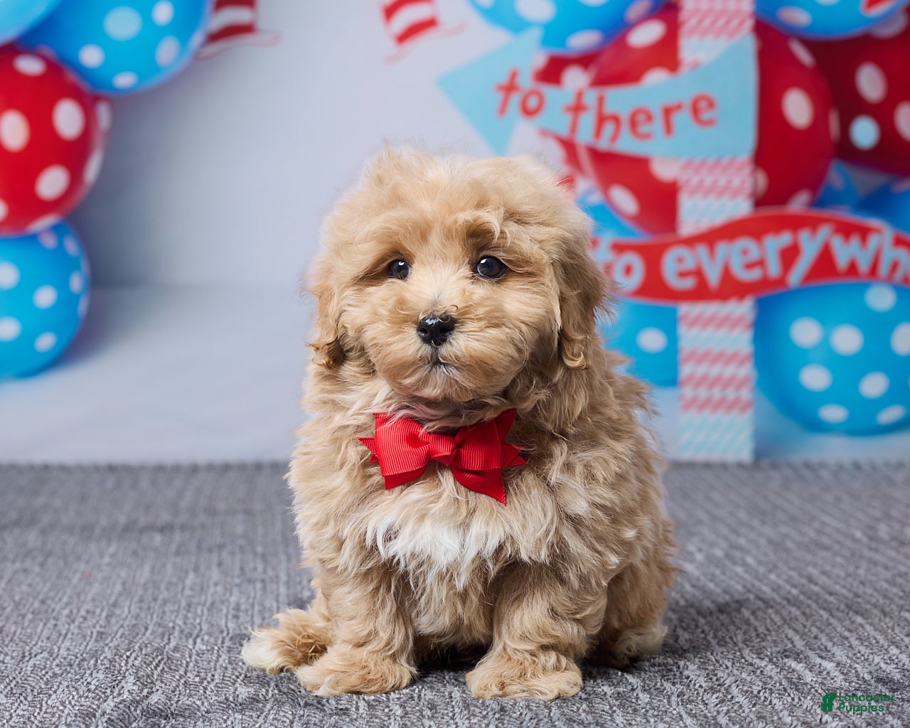 Bichpoo dogs Brady - Ad 1