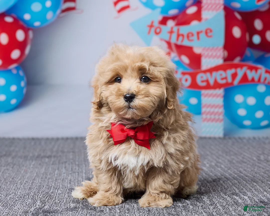 Bichpoo dogs for sale: Brady - Ad 1