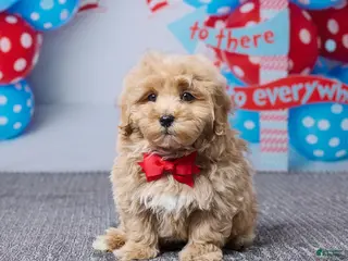 Bichpoo dogs for sale: Brady - Ad 3