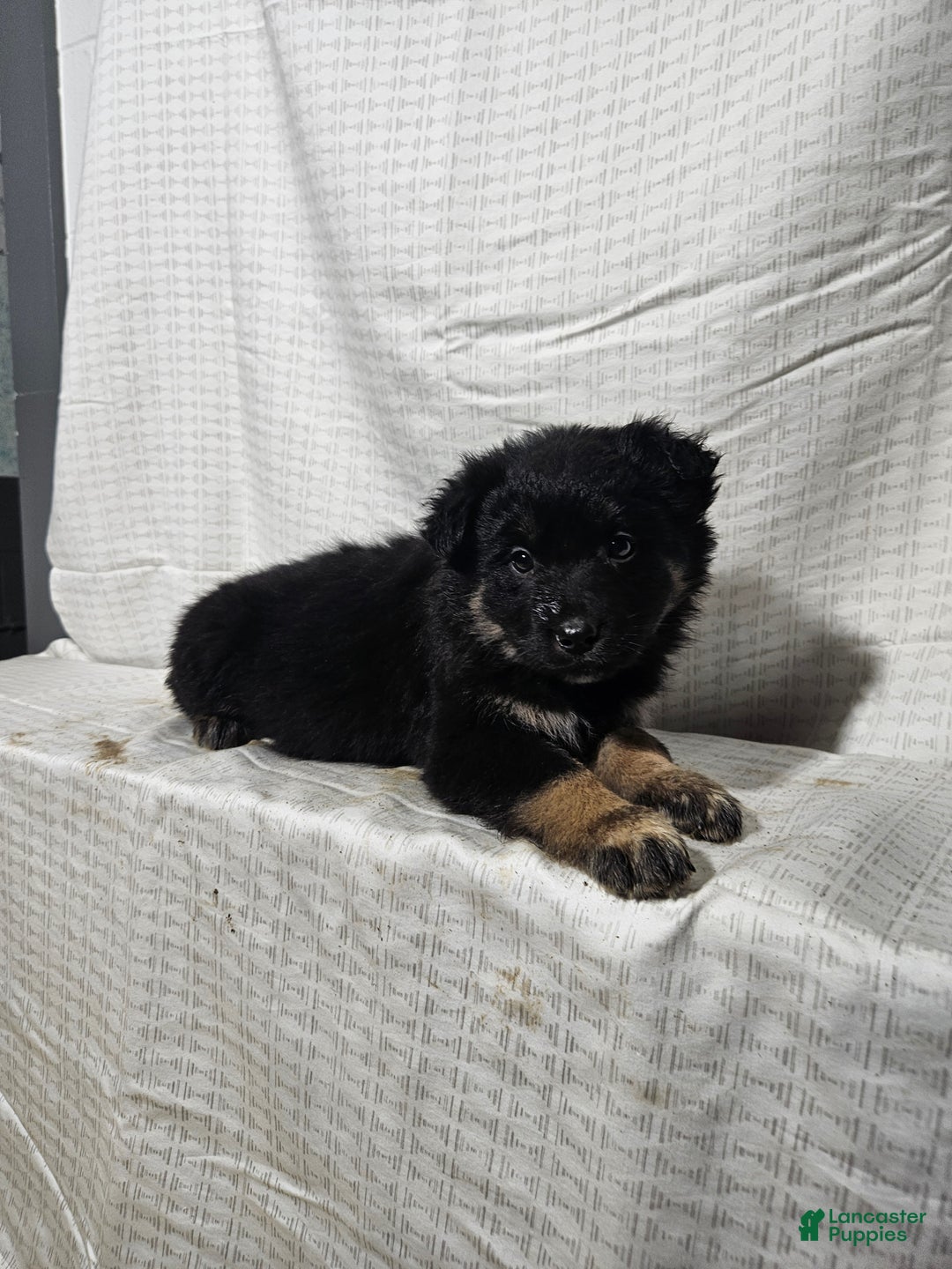 Mixed Breed dogs for sale: Holly - Ad 5