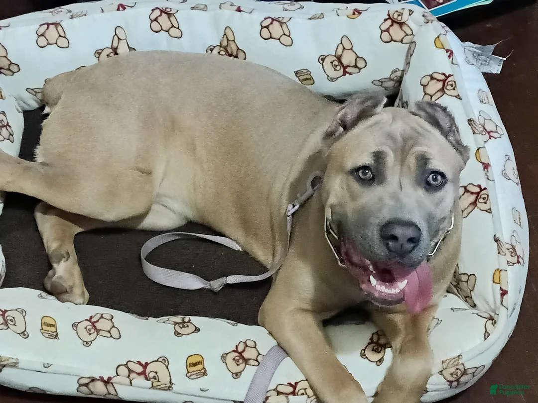 Cane Corso dogs for sale: Cane Corso 3 - Ad 2