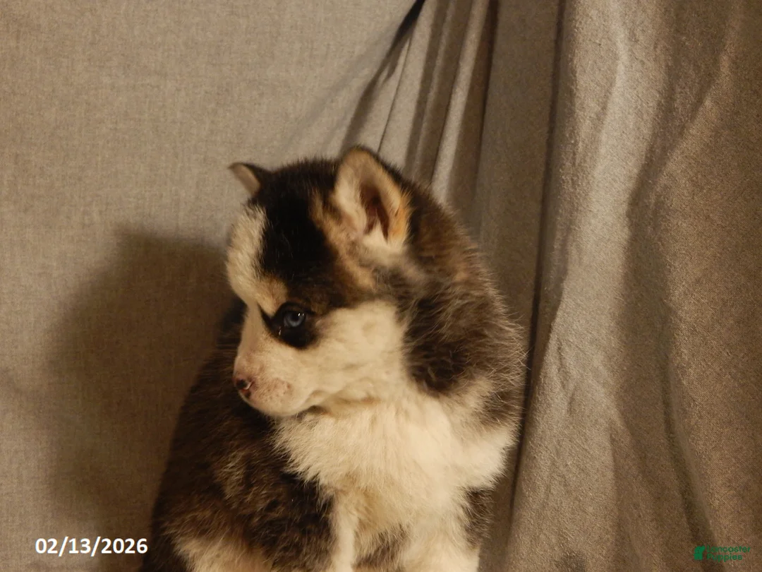 Pomsky dogs for sale: Sara  - Ad 3