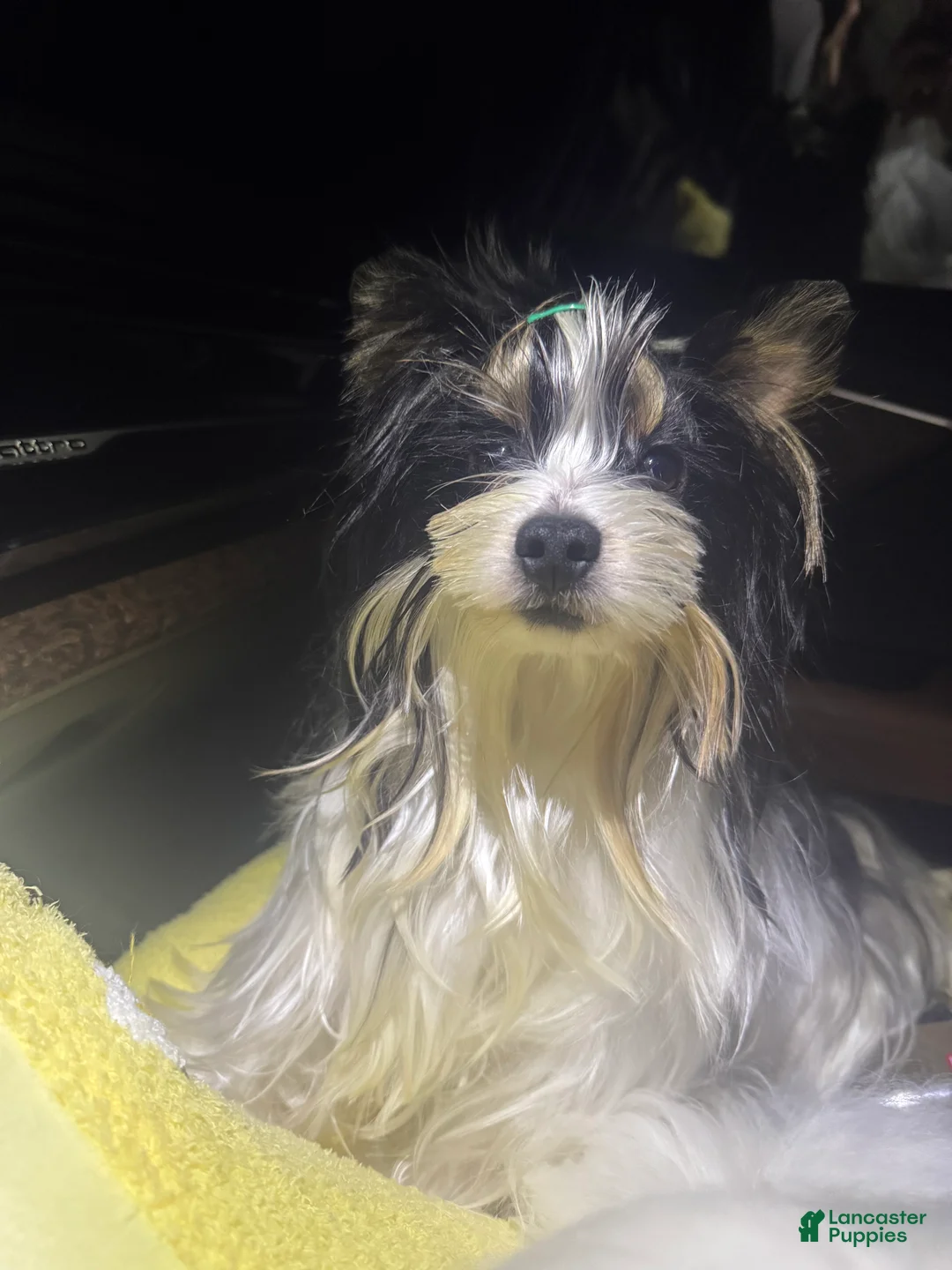 Yorkshire Terrier dogs for sale: Green - Ad 1