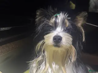 Yorkshire Terrier dogs Green - Ad 18