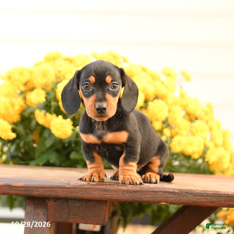 Miniature Dachshund dogs for sale: Darcy - Ad 2