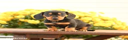 Miniature Dachshund dogs for sale: Darcy - Ad 2