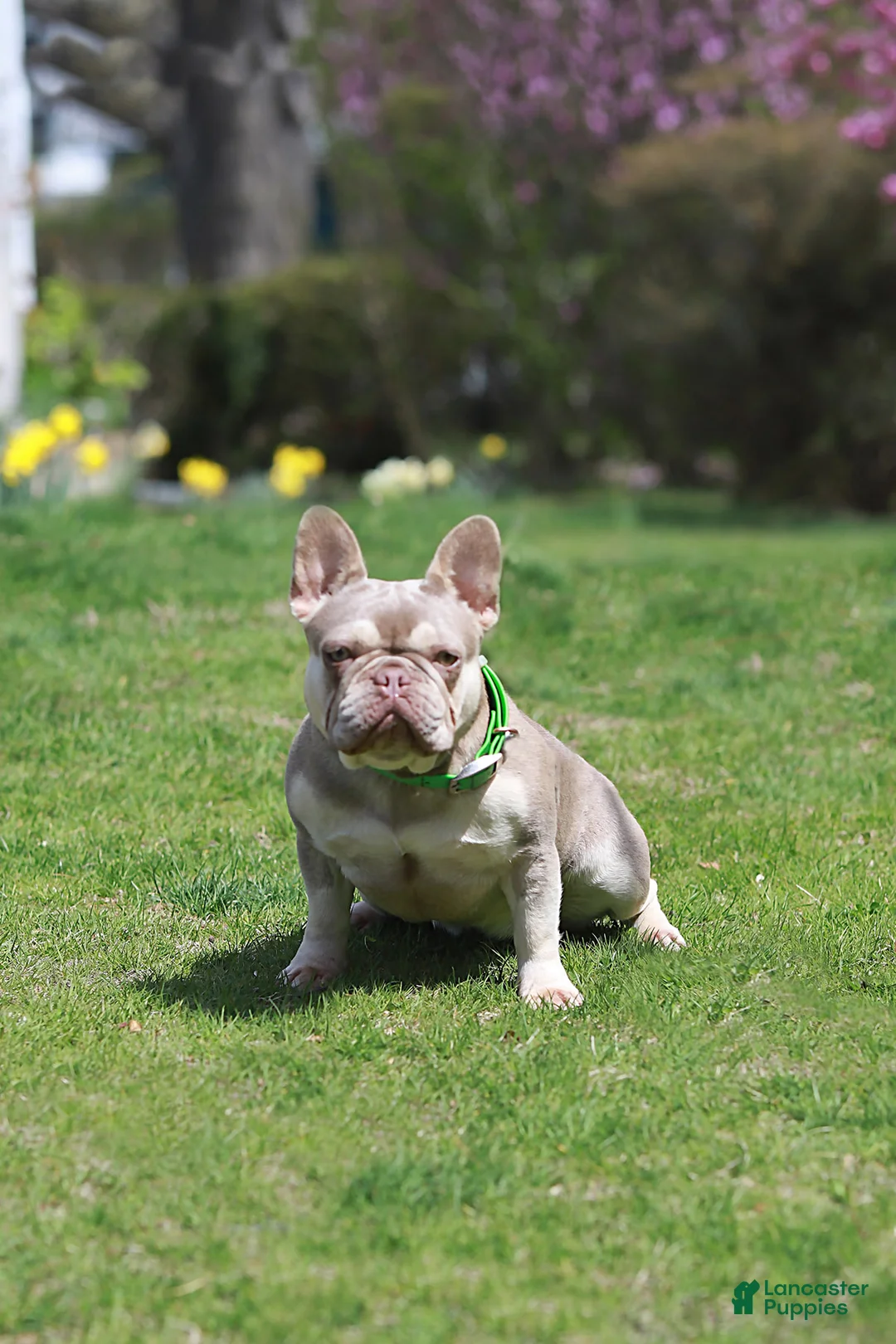 French Bulldog dogs for sale: Ragnar - Ad 10