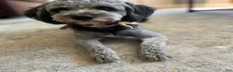 Mixed Breed dogs for sale: Mixed Breed 7 - Ad 2