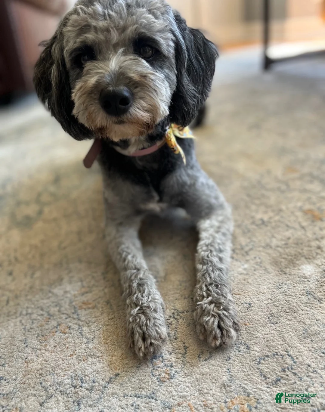Mixed Breed dogs for sale: Mixed Breed 7 - Ad 2