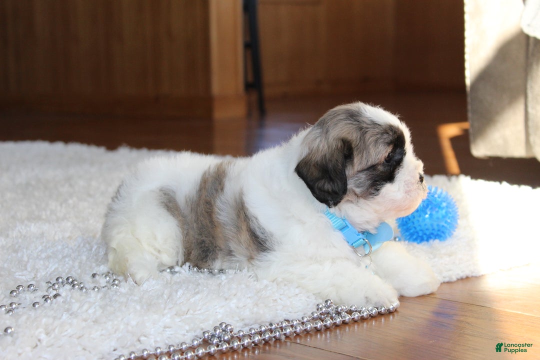 Teddy Bear dogs for sale: Logan - Ad 12