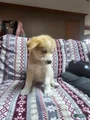 Mixed Breed Puppy 10