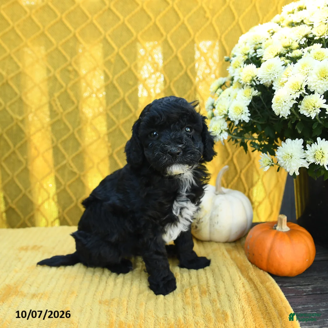 Mini Goldendoodle dogs for sale: Prince   - Ad 2