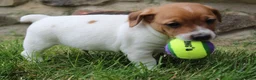 Jack Russell Terrier dogs for sale: Frankie - Ad 4
