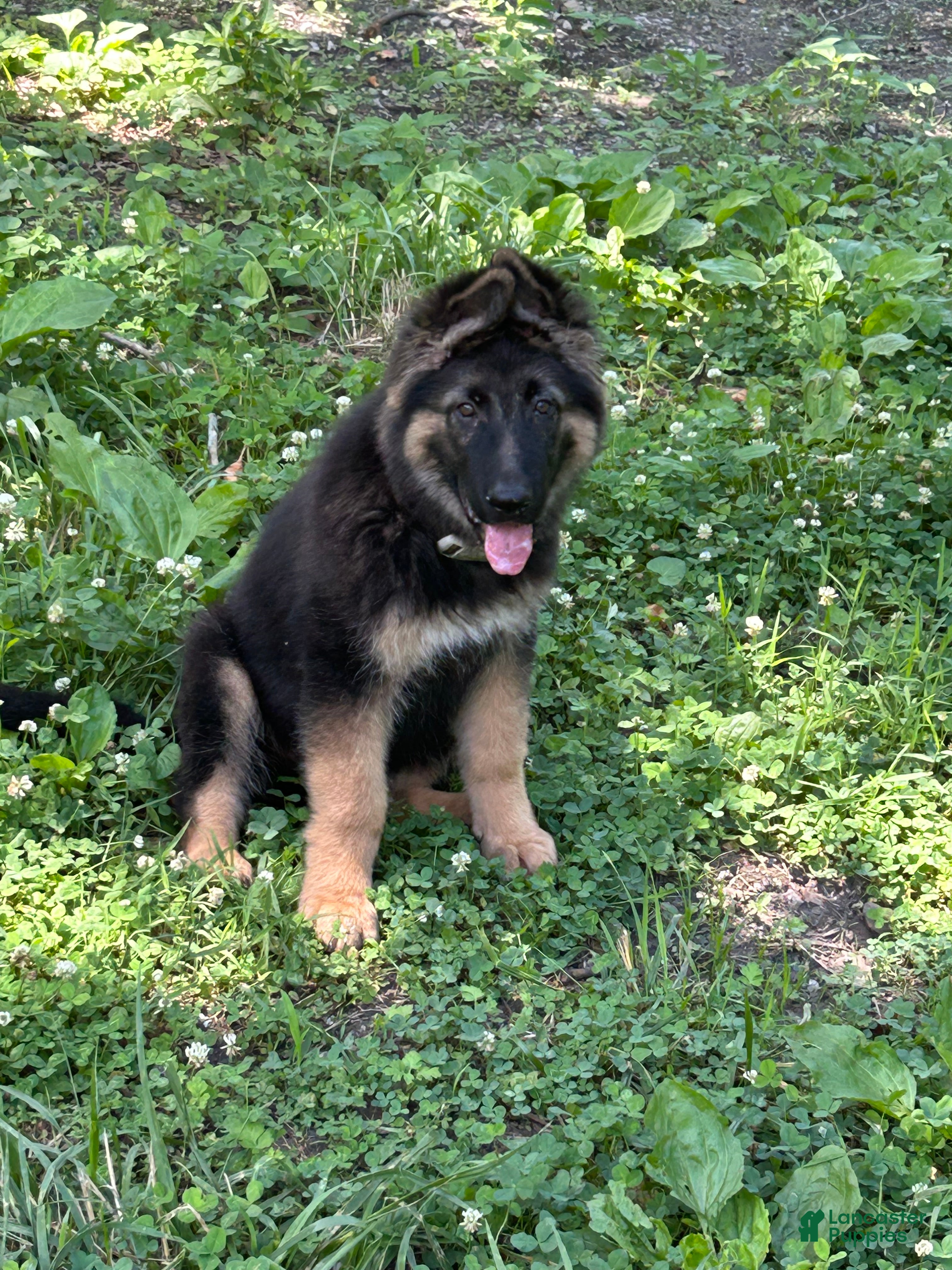 German Shepherd dogs German Shepherd 1 - Ad 2