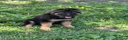 German Shepherd dogs for sale: German Shepherd 1 - Ad 2