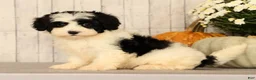 Mini Bernedoodle dogs for sale: Grace - Ad 1