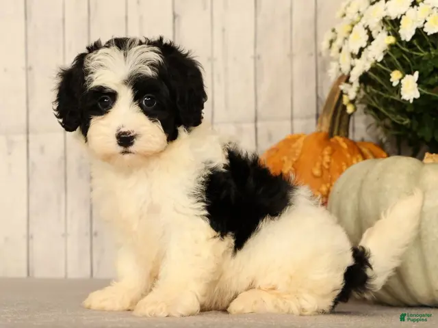 Mini Bernedoodle dogs for sale: Grace - Ad 1