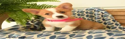 Welsh Corgi Pembroke dogs for sale: Boots - Ad 5