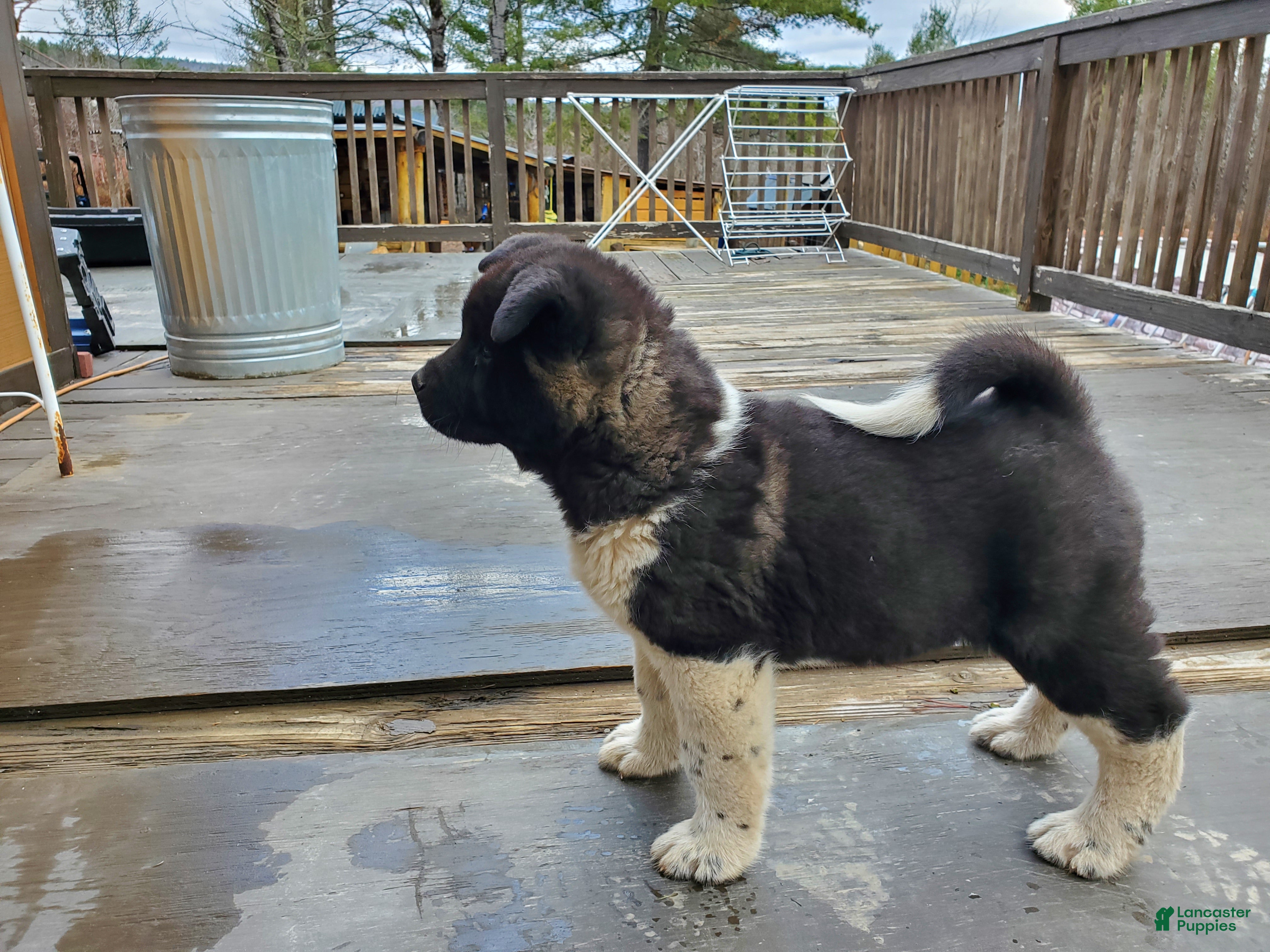 Akita dogs Thor - Ad 5