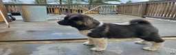 Akita dogs for sale: Thor - Ad 1