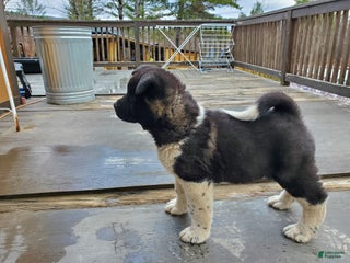 Akita dogs Thor - Ad 10