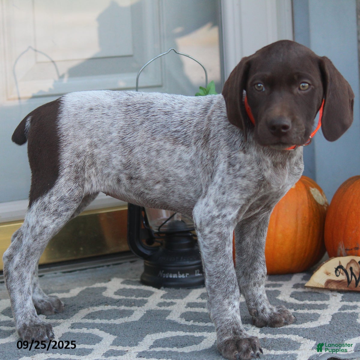 German Shorthaired Pointer Puppies for sale in Lexington, Kentucky